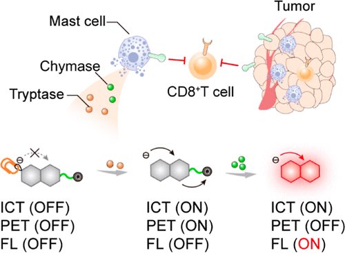 Bienzyme-Locked Activatable Fluorescent Probes for Specific Imaging of Tumor-Associated Mast Cells @J_A_C_S #Chemistry #Chemed #Science #TechnologyNews #news #technology #AcademicTwitter #AcademicChatter pubs.acs.org/doi/10.1021/ja…