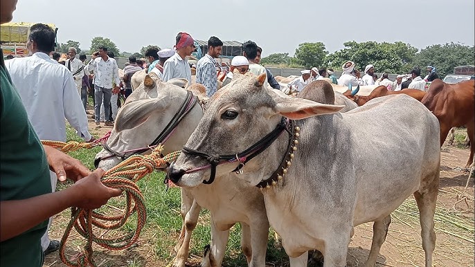 आज नागौर की पहचान राजस्थान में सबसे ज्यादा पशु मेले लगने वाले क्षेत्र के रूप में की जाती है। ये पहचान हमें यूं ही बरक़रार रखनी है।
#नागौर_पशु_मेले_बचाओ
#नागौर_पशु_मेले_बचाओ
@hanuman6861