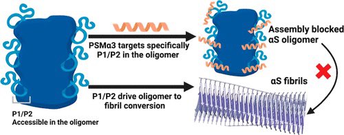 A Targetable N-Terminal Motif Orchestrates α-Synuclein Oligomer-to-Fibril Conversion

@J_A_C_S #Chemistry #Chemed #Science #TechnologyNews #news #technology #AcademicTwitter #AcademicChatter

pubs.acs.org/doi/10.1021/ja…