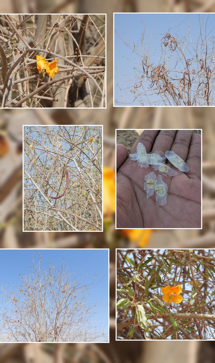 Rohida (Tecomella undulata),also known as Marwar teak, is an important plant spp found in the arid landscapes of Rajasthan.This plant not only aids in soil binding but it also exhibits highly medicinal properties and produces quality timber in desert regions #stateflower #rohida