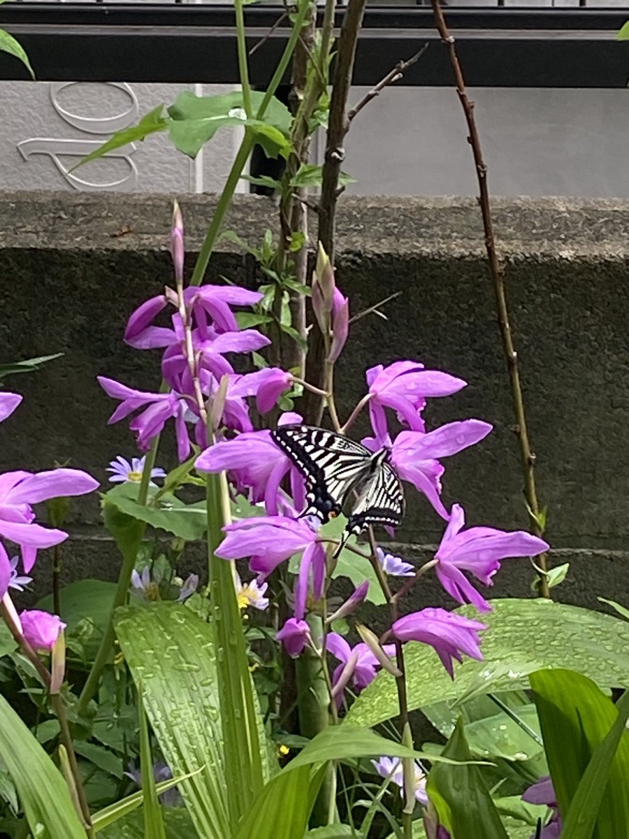 我が家の庭に綺麗な蝶々が遊びに来てくれました🦋