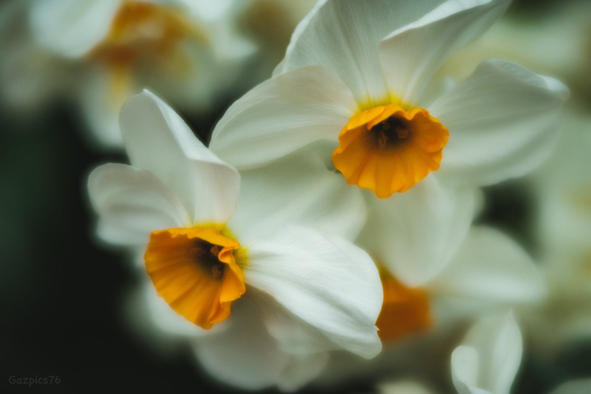 Good morning Twitter pals , happy Tuesday to you all 👋❤️🍀📸 . Some velvety daffodils for you . Part of my soft focus project #photography #daffodils #nature #fujifilm_xseries #Lensbaby #flowers #flowerphotography #yellow #appicoftheweek