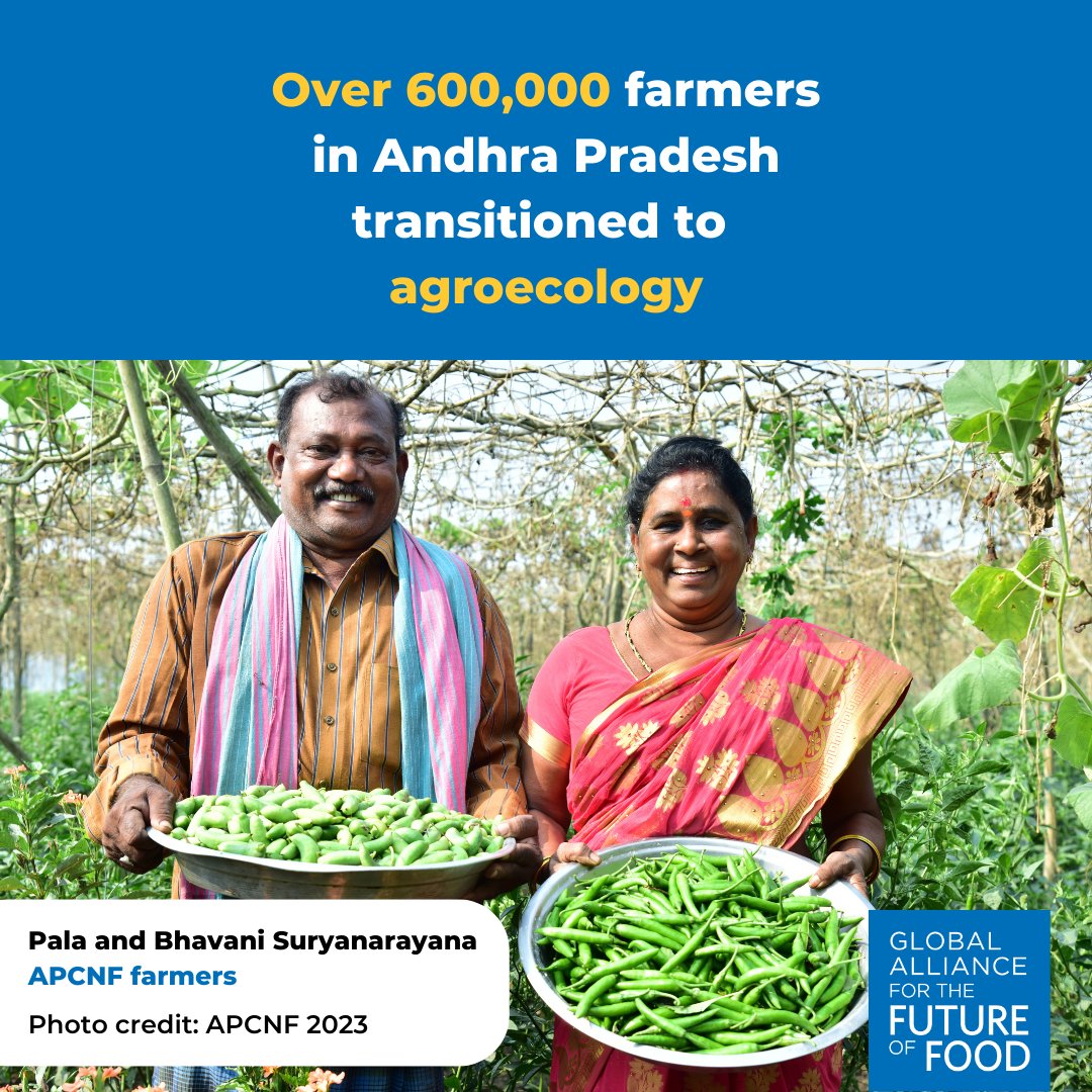 Farmers in Andhra Pradesh, India, have shown that land managed for health, equity, and sustainability is better for people and protects our planet. Learn more bit.ly/3SVn2dw @APZBNF #agroecology