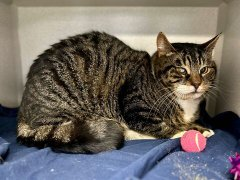 Poor Sheldon slipped down the page this tabby boy & of the perfect age! NYC ACC plan to steal his life away on their brutal 04/30 killing day! Still time to save him Twitter pals so adopt to add to Happy Tails! Or pledge for rescue if you may for his lovely freedom day! 🙏