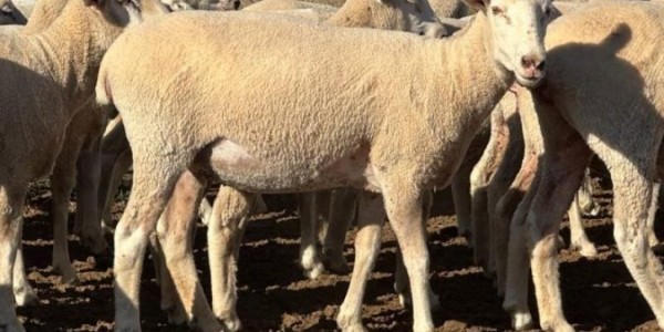 Online sheep purchasers paid more for selected lines of scanned in-lamb and joined ewes on AuctionsPlus last week

👉 loom.ly/SmRt2xQ