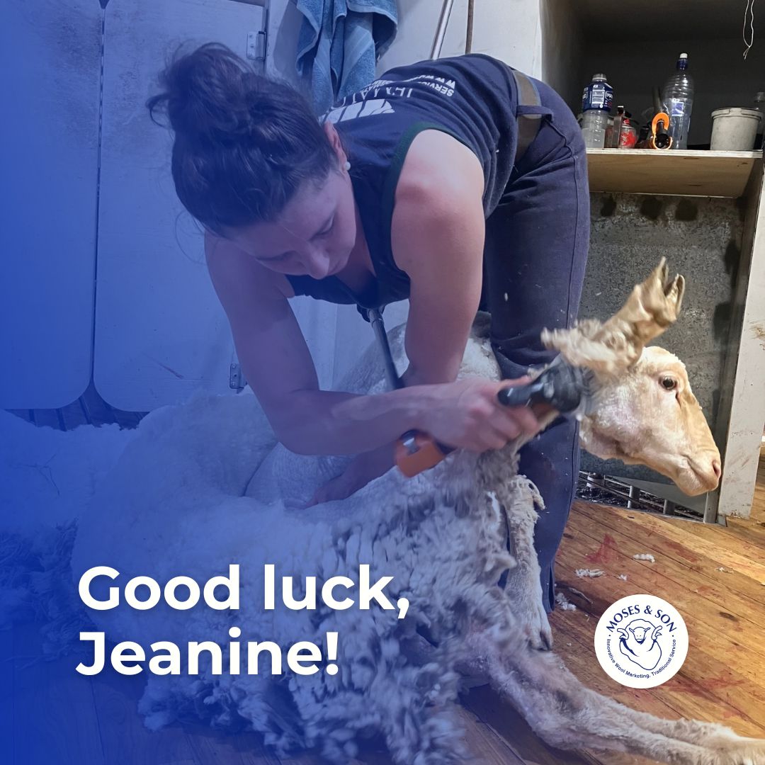 Exciting news! Jeanine Kimm's record application has been accepted by the World Sheep Shearing Records Society. 🐑 Join us in supporting Jeanine as she aims to set the inaugural women’s Merino Ewe 8-hour Shearing Record on May 4th, 2024. Let's cheer her on! 🎉