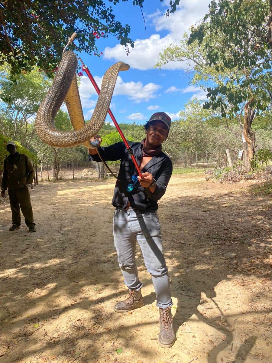 Chawatama catches another forest Cobra after it had a money vomiting session.