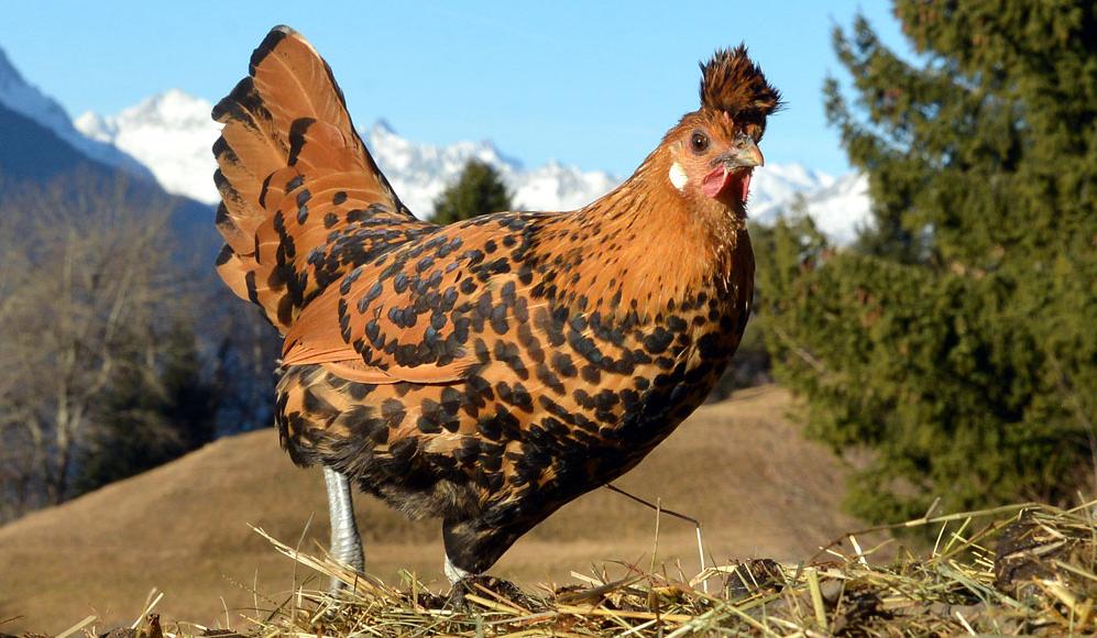 ‼ Last chance for the early birds ‼ 🐓 Today ends the early bird rate for the world congress of @IFAJ 2024 in Switzerland. So hurry up and register now 👉 ifaj2024.ch/registration-2… 📸: This early bird belongs to the indigenous breed 'Appenzeller Spitzhaubenhuhn'