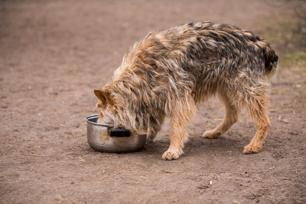 Dog drinking water from the pan

picture of the day: thesnout.in/picture-of-the…

#dog #pets #SummerSeason