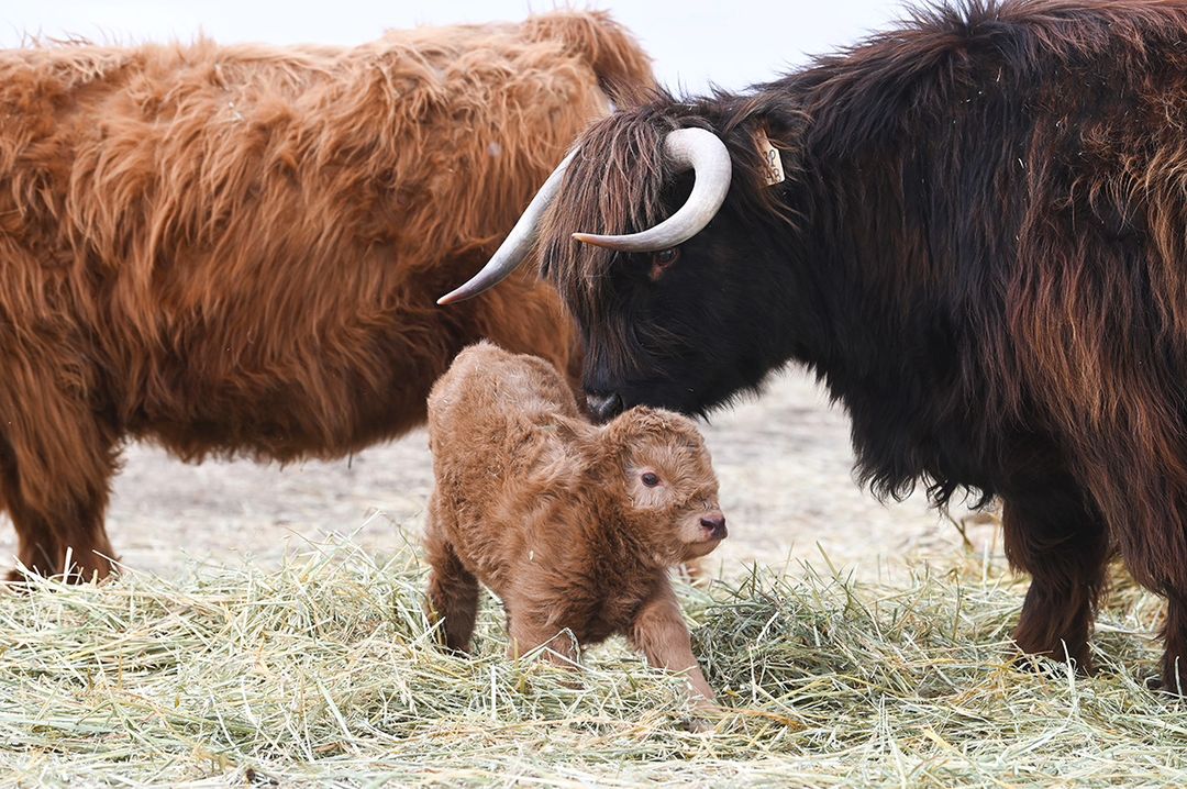 Historically, Bliss has been the bare minimum kind of mother. We affectionately call her a McDonald's mom (drops her kids off at the PlayPlace and throws some fries at them). But she LOVES this bull calf. Like obsessed. Cows are funny.

#highlandcattle #highlandcow