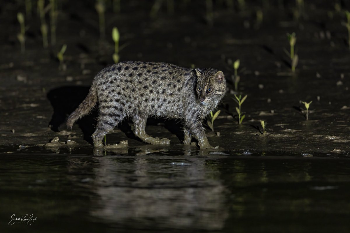 we have some of the most diverse habitats, animals and plants on earth. And each day we destroy more of this wealth.

Fishing cat; Prionailurus viverrinus
Bhitarkanika, OD

Image - Subrat Kumar Seet