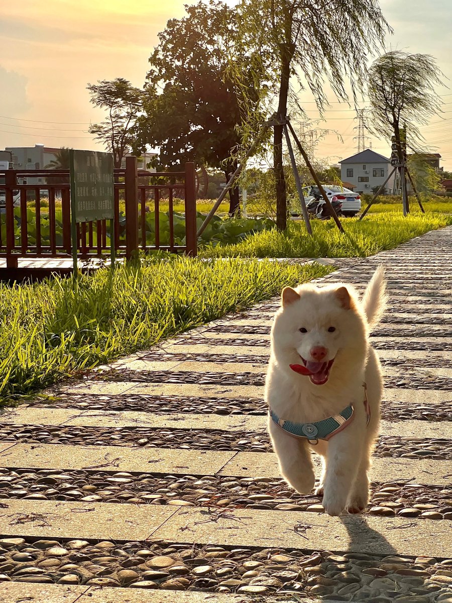 happy#dog