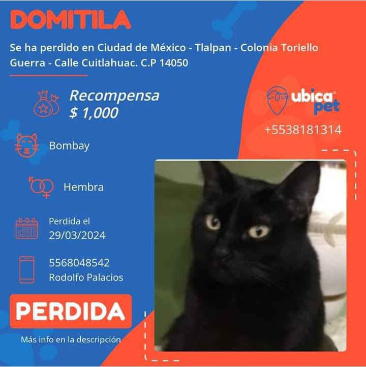 🟠 PERDIDA 🟠 👉 Más info: ubicapet.com.mx/perdidos/domit… P5439 ▪️Domitila ▪️Hembra ▪️Bombay ▪️Negra ▪️CDMX ▪️Tlalpan ▪️Colonia Toriello Guerra