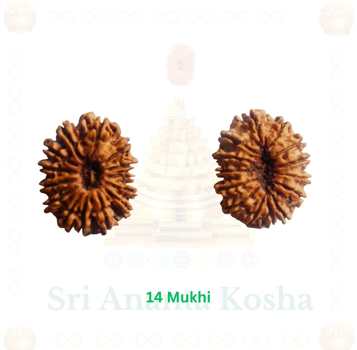 Jai ShivShakti 🙏

14 Mukhi Rudraksha :-

If one wants to change life positively from adverse situations then 14 Mukhi Rudraksha is solution.

It heals phobias, fears, traumas, and troubling memories.

People who are in decision-making posts in any organization can take blessings…