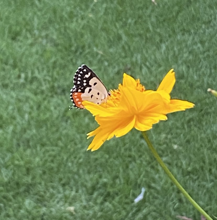 Spotted this Bright Red Pierrot #butterfly in My Garden Speaking to the Golden Queen Flower 🌼🍀#TitliTuesday #IndiAves @NatGeoIndia #ThePhotoHour @savebutterflies #TwitterNatureCommunity #TwitterNaturePhotography