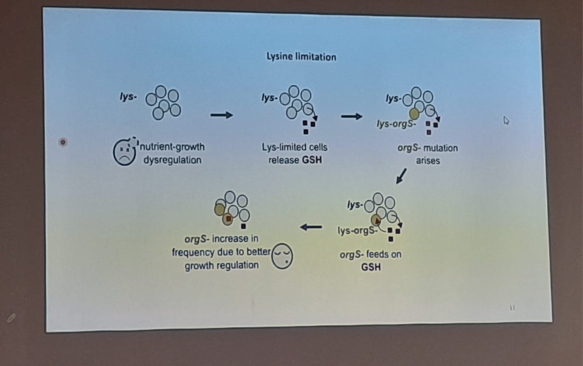 How do yeast adapt to nutrient stress? Lysine auxotrophs evolve & acquire OrgS mutations and utilize GSH. Seminar by @sonal_nd @ShouGroup @ucl in DBS @TIFRScience