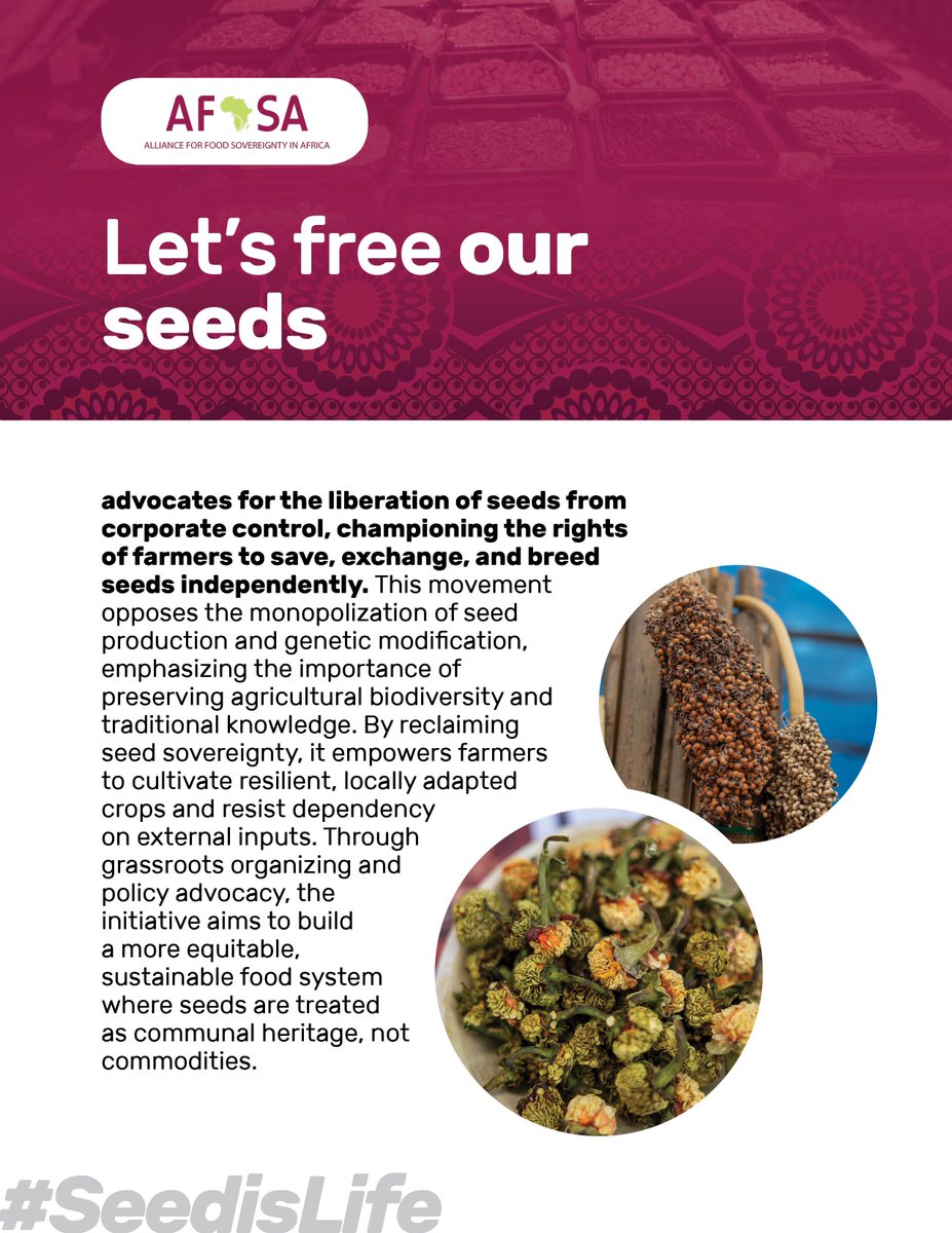 •Let’s free our African seeds 🌱

By reclaiming seed sovereignty, it empowers farmers to cultivate resilient, locally adapted crops and resist dependency on external inputs.

#SeedIsLife | #MaSemenceMaVie