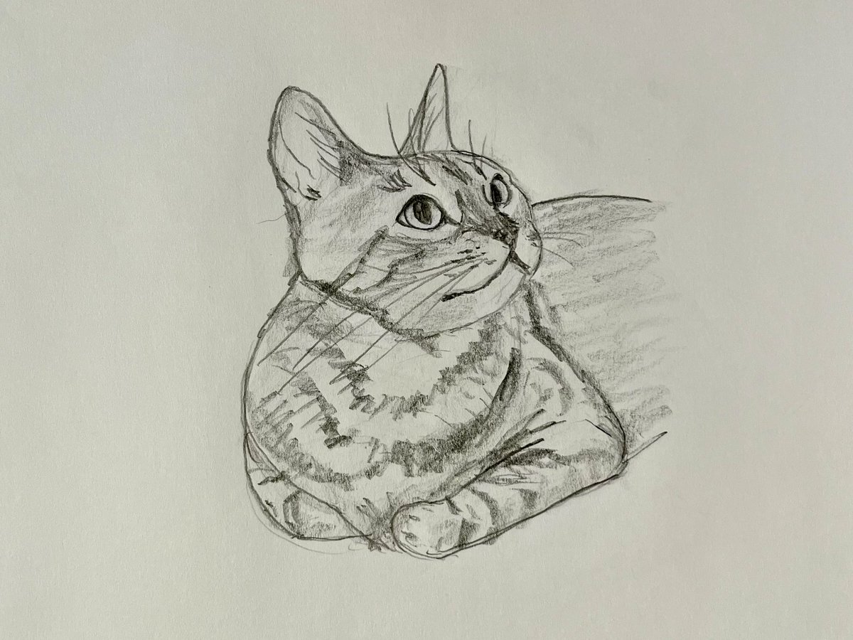 20分くらい

#sketches #animaldrawing #Pencildrawing #cat