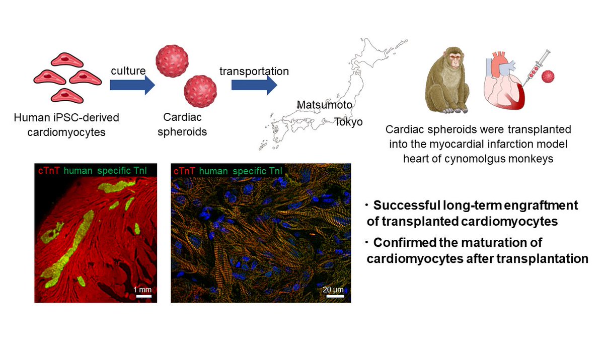 Researchers showcase an innovative strategy for #regenerative heart #therapy in a primate model, paving the way to clinical trials. #research #university @ShinshuUni shinshu-u.ac.jp/english/topics…