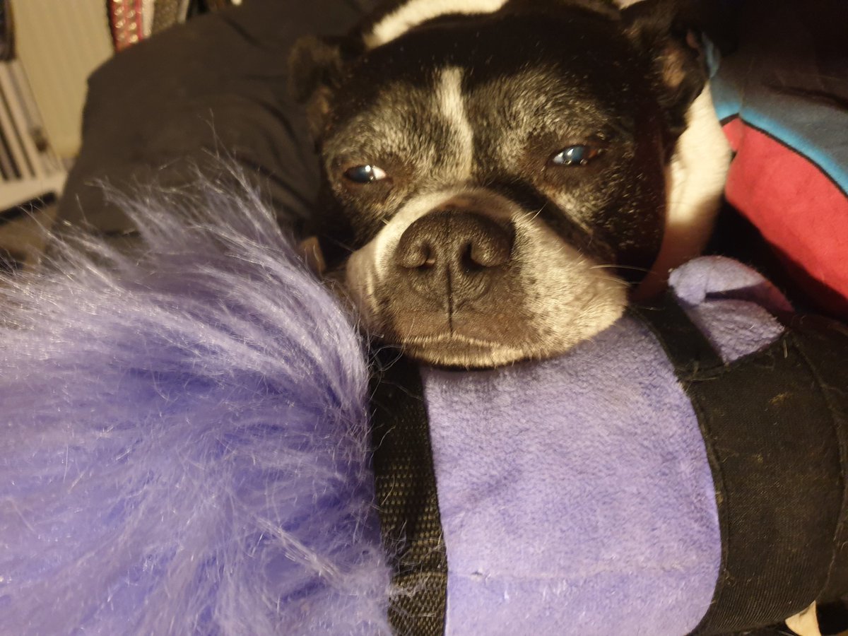 So sad to see her aging but she still loves Mr Purpley #staffie #staffy #dog #dogs
