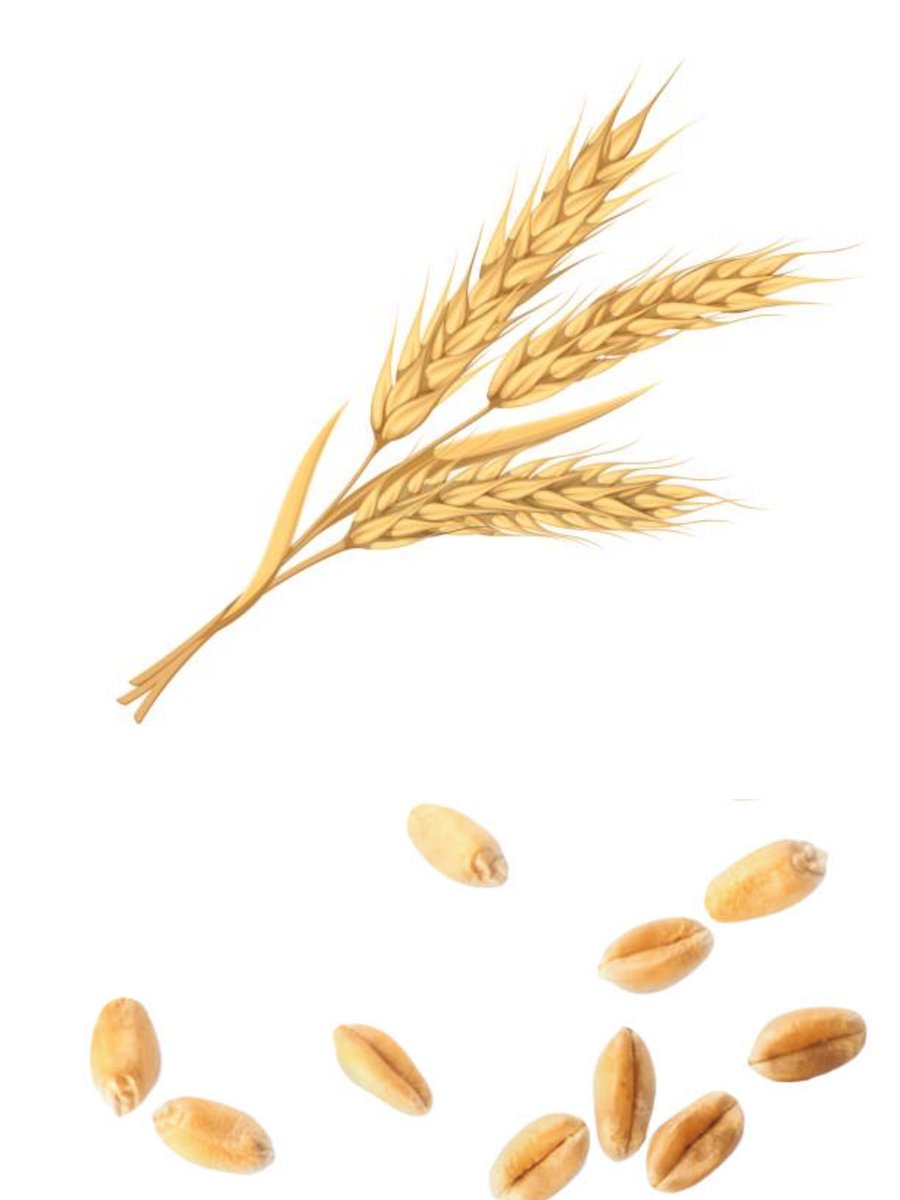 Wheat is a good source of energy because it has starch and  also provides basic amounts of essential nutrients that are beneficial for health these are protein, vitamins , dietary fiber, and phytochemicals..!