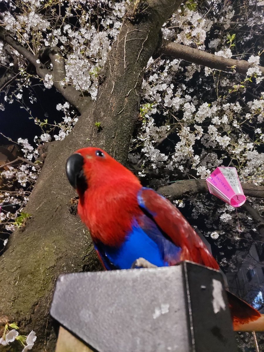 Ruki_kingyo's tweet photo. 今年の目黒川の桜は枝の切りすぎで綺麗じゃなかったな https://t.co/RgxuK2D94C