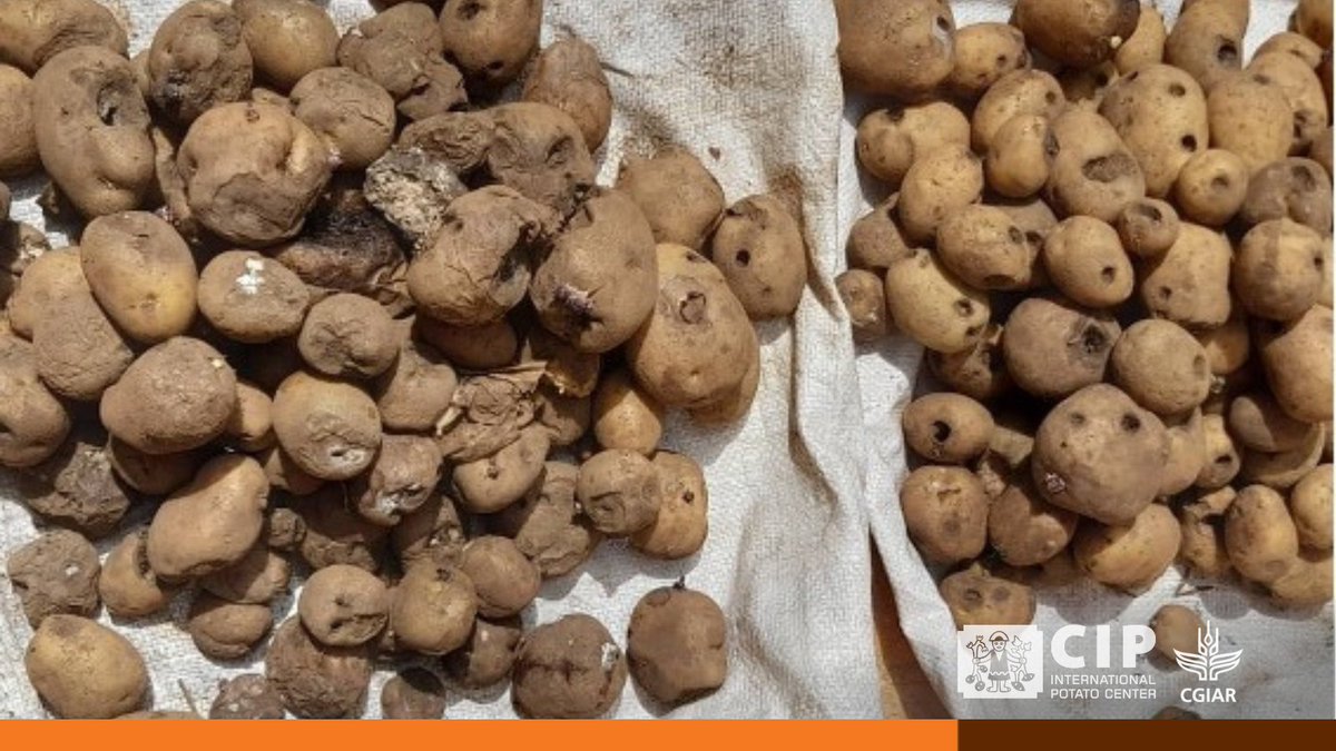 Uncover the impact of post-harvest practices and losses of seed and ware potato 🥔 in Cameroon. Learn about the challenges faced by smallholder farmers and explore mitigation strategies. 👉🏽 bit.ly/PB-LossesPotat…