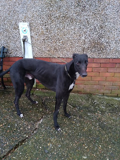 #rehomehour Clive is a happy confident friendly boy, he has met other breeds and may need more careful intro's so he realises he can interact happily with them, more info/adopt him from @Whitthounds UK email wkretiredgreyhounds@gmail.com