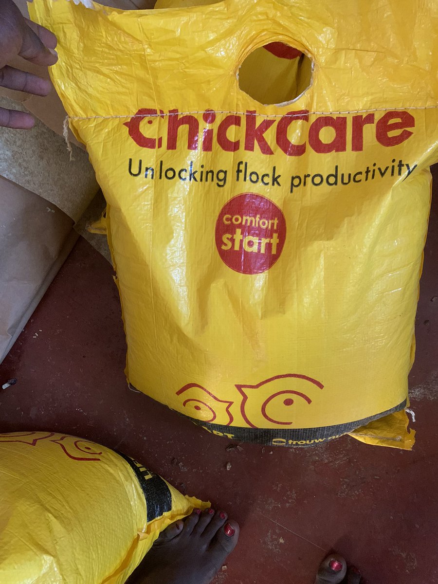 This morning we received 350 birds, this time round we shall have Chick Care for starters. I will share with you the whole journey. Please feel free to ask questions. #hildaonfarm