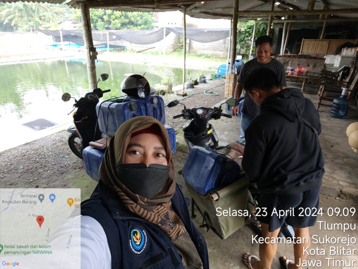 SityR6's tweet photo. Selasa(23/04/24),Siti R, Luhkan KotaBlitar,di Bp.Mahfud anggota Pokdakan Arbal Maju Kel.Sukorejo, panen benih ikan lele 50.400ekor (uk 10 sebyk 400 ek dan uk 5,6,7 sebyk 50.000 ek)
#GiatLuhkanSatminkalBWI #Panen
#KotaBlitar
@bppsdm_bp3bwi
@puslatluhkp
@kkpgoid
@bppsdm_kp https://t.co/Q6y6jsospF