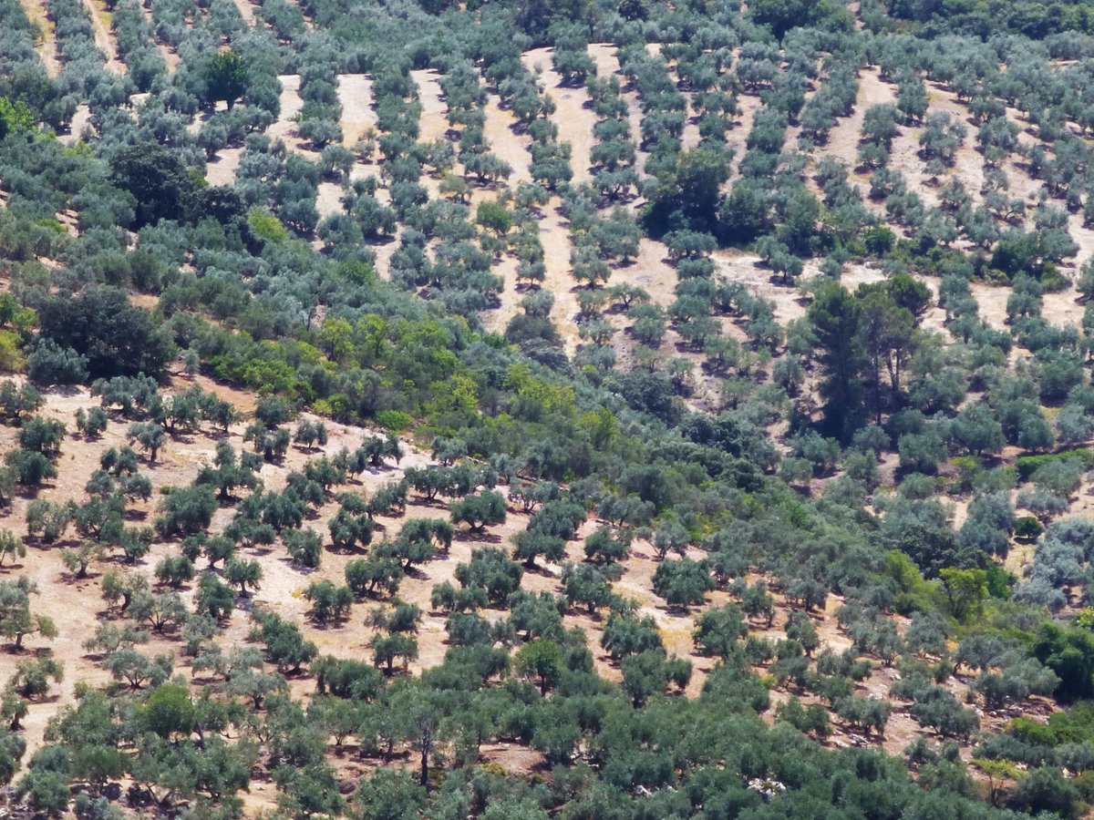 Valoramos muy positivamente la retirada de la candidatura del paisaje del #olivar como Patrimonio Mundial Hemos sido muy críticos con esta iniciativa tan perjudicial para los olivareros, por lo que agradecemos la sensibilidad de los promotores +INFO asajacordoba.es/contenidos/ent…
