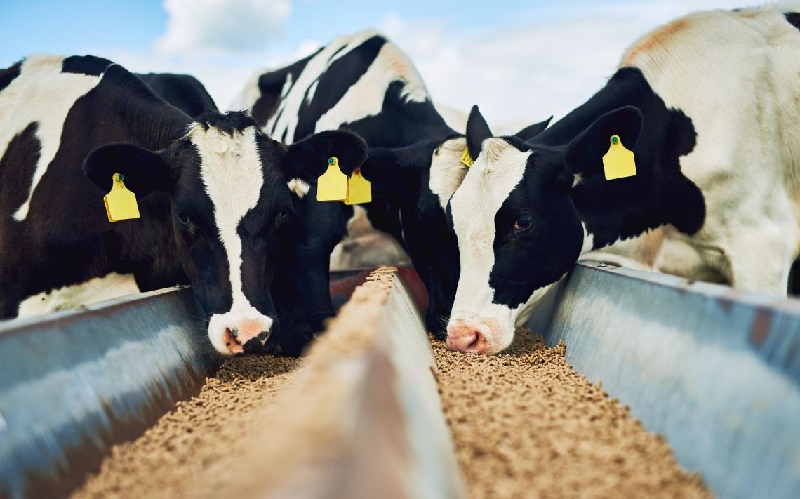 We're looking for a #StockpersonAssistantHerdsman for a 360 cow #farm in Fakenham #NorthNorfolk 🐄🐄 Find out more 👉bit.ly/3w4mJnT #farming #farmwork #teamdairy