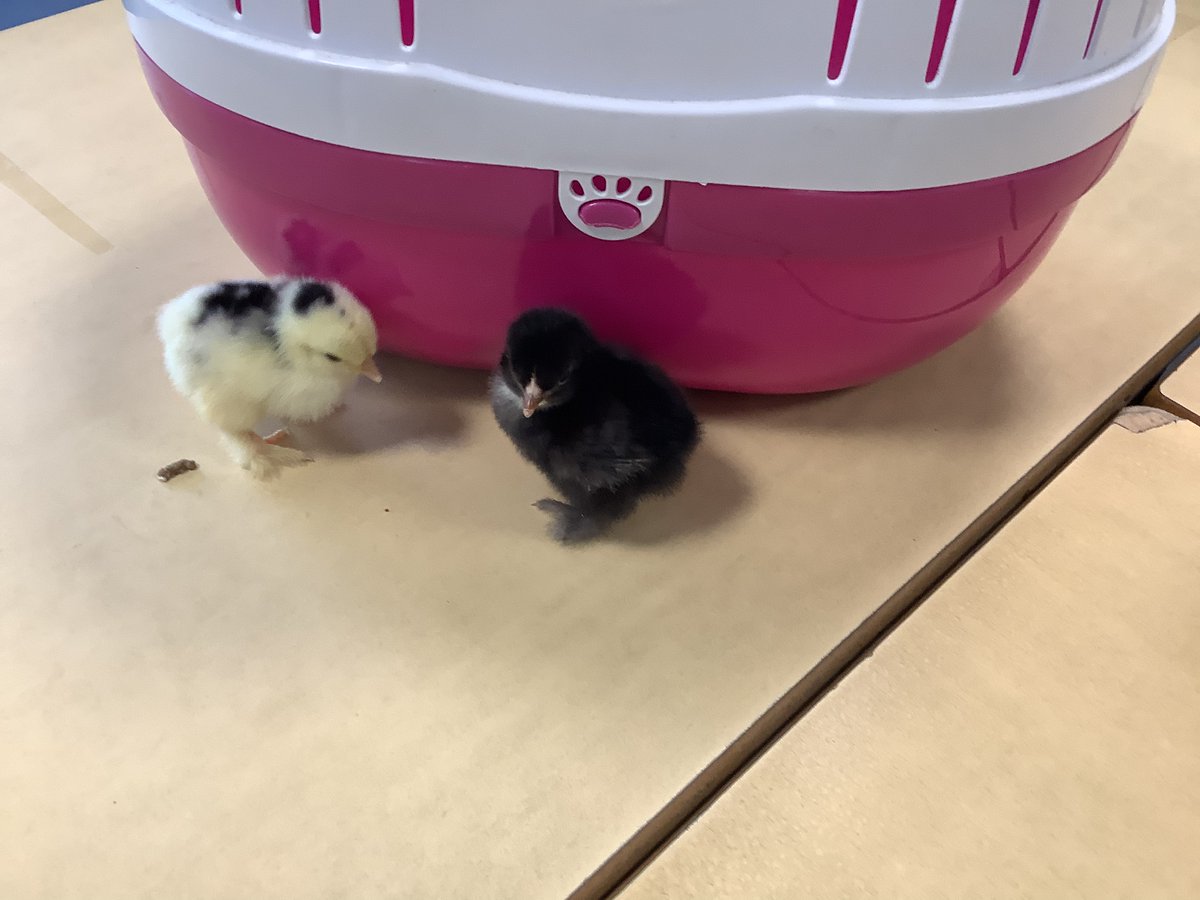 The chicks have hatched! 
Our reception classes are making  sure that the chicks are feed and being kept warm.  We will miss them when they go back to the farm 🐤🐣🥚 #newlife