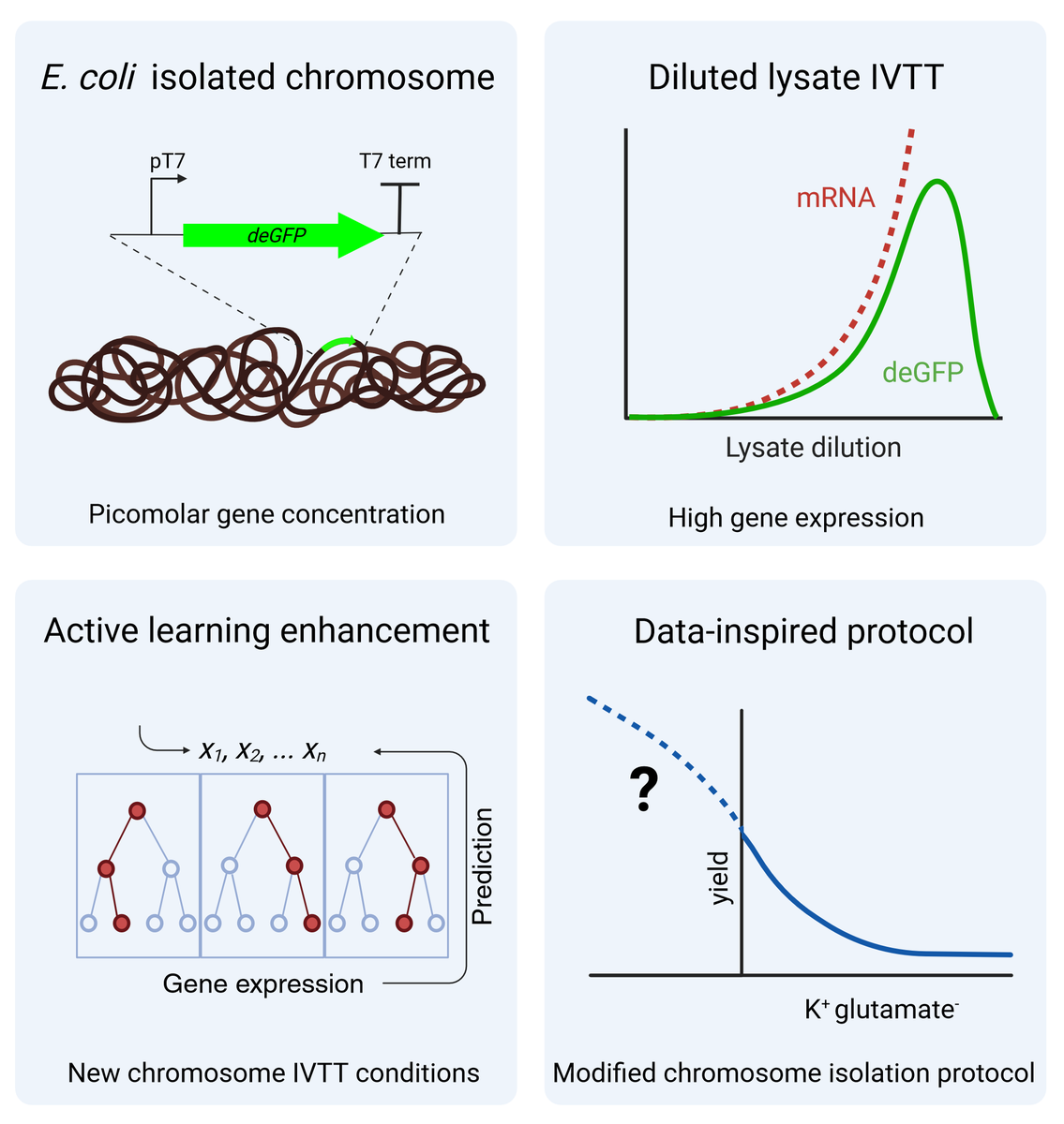 For building a synthetic cell, we will need to access the information carried in large DNA molecules. We used active learning to adapt in vitro gene expression to E. coli's chromosomes with a surprising efficiency. @SynCellEU Now out in @ACS_Omega 🥳 👉doi.org/10.1021/acsome…