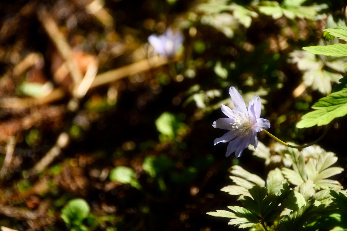 2024.4.2

キクザキイチゲの紫なのかなぁ
初めてみたけど可憐

#那珂川町 #カタクリ山公園 
#NikonD500 #NIKON
#ファインダー越しの私の世界 #キリトリセカイ #TLを花でいっぱいにしよう