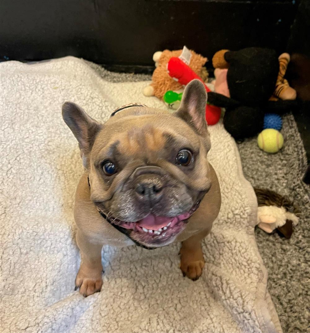 #rehomehour Tinkerbelle 5 yr 1 month old French Bulldog, owner ill so she needs a home, she loves everyone, can live with children 8+ or as a companion to someone, good with friendly dogs, a very sweet girl, more info/adopt her from @BleakholtUK