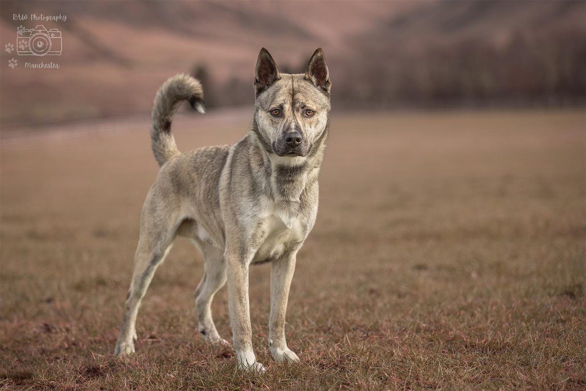 Ty 2 yr 9 month old Husky cross, he loves exploring, playing and learning, needs breed exp adult only home with owners who have dealt with guarding issues, has high prey drive, poss live with same size dog, more info/adopt him from @BleakholtUK #rehomehour