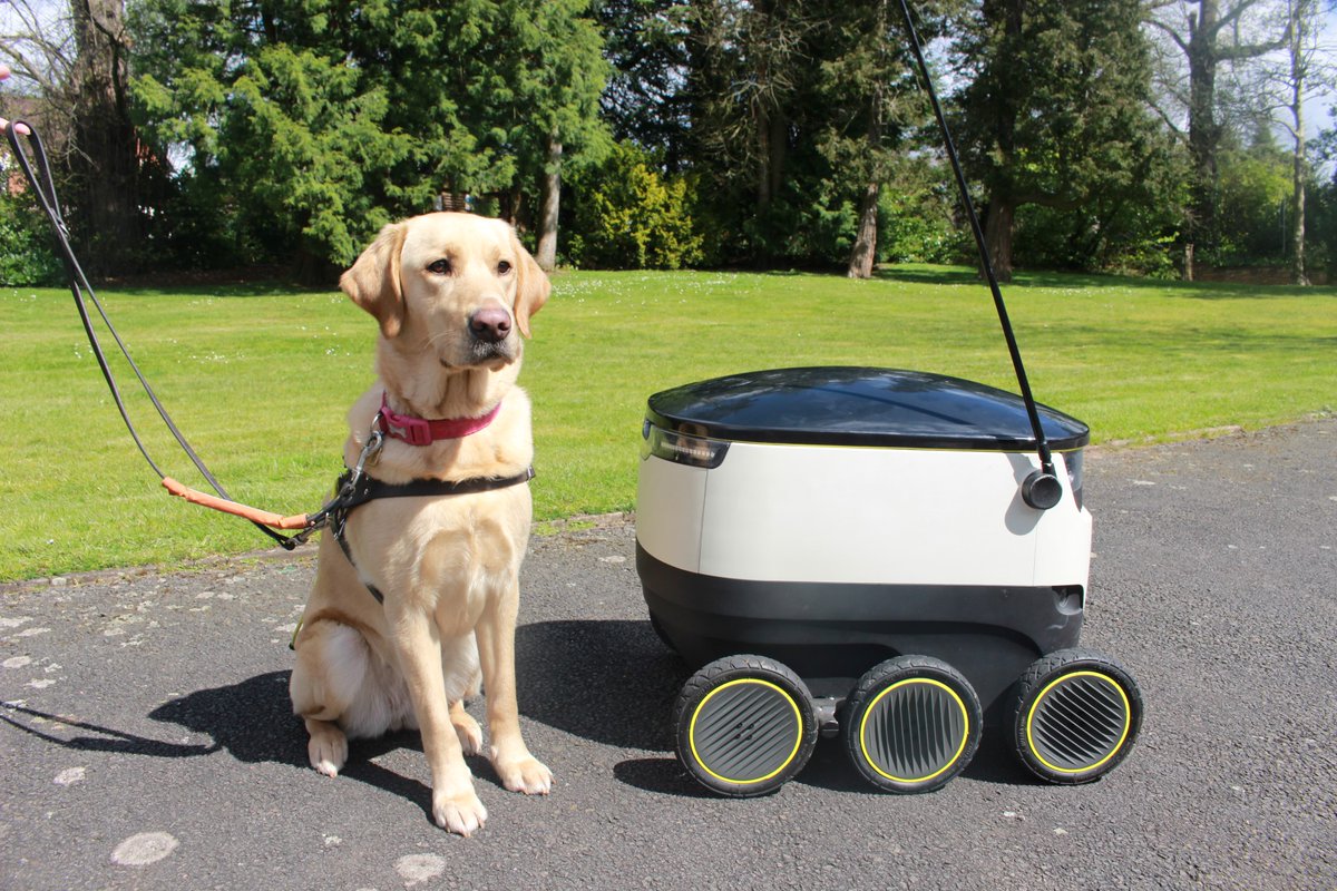 A futureproof friendship? Guide dog in training, Garla, meets a robot...🤖 Thank you to @StarshipRobots who have kindly donated one of their decommissioned robot shells to our Midlands Regional Centre in Leamington Spa, for use in dog training sessions (1/2) 👇