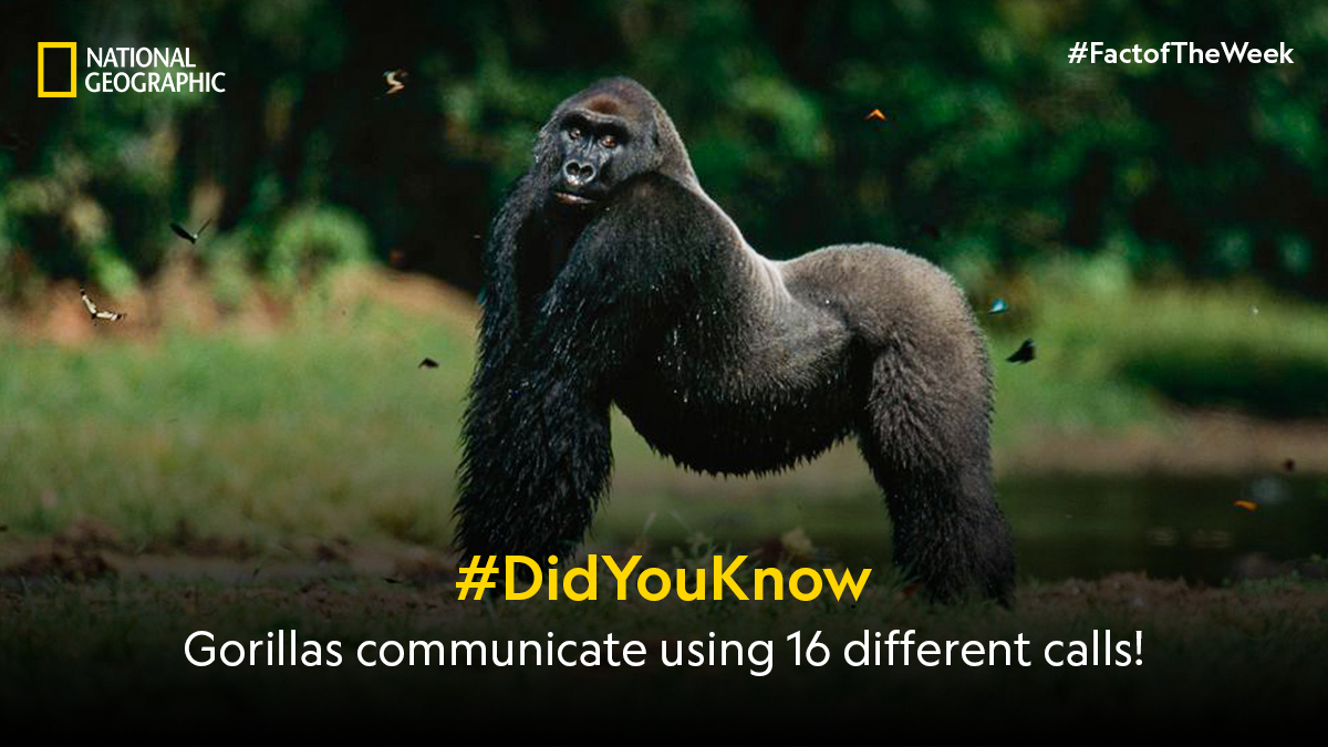 Gorillas bark when curious or alarmed, while male gorillas intimidate rivals with chest-beating and powerful roars or hoots! #FactoftheWeek #NatGeoIndia