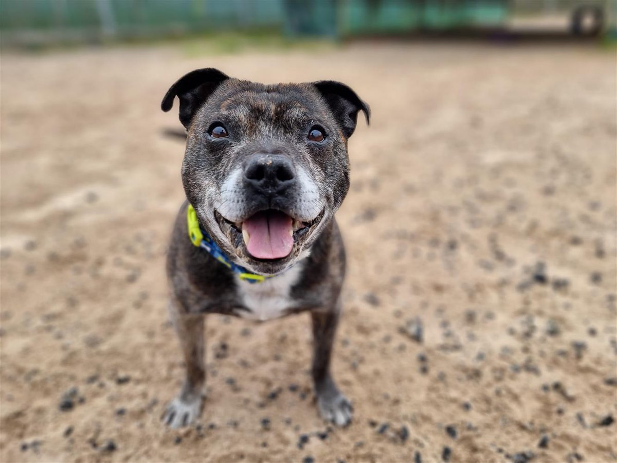 #rehomehour Scooby 14 yr 1 month old Staffie, owner sadly died, he would love a pet free retirement home with a garden to potter in, needs gentle intro's as unsure of new people, more info/adopt him from @BleakholtUK