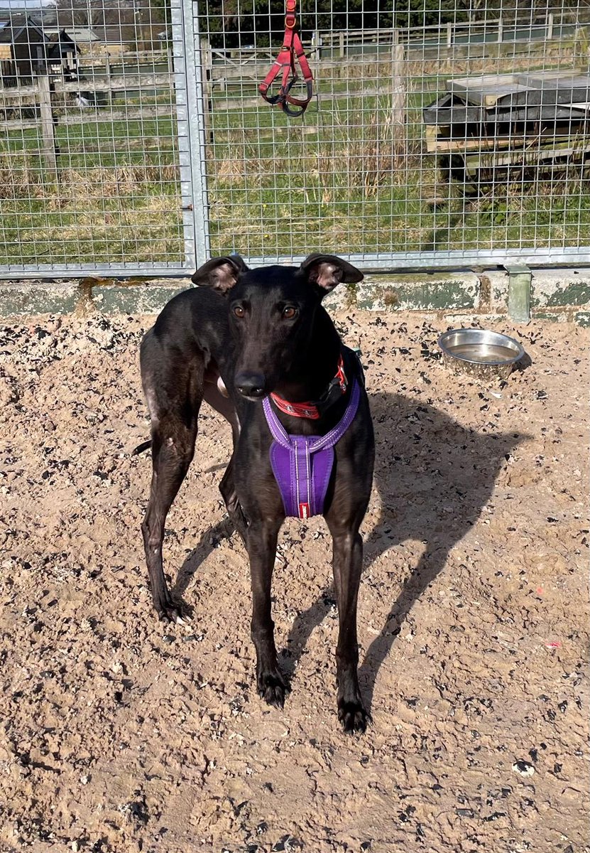 #rehomehour Olly 3 yr 10 month old Greyhound, he's an ex racer, super gentle, walks by your side, likes other Greys esp females, can live with children 10+ no cats/toy breeds, more info/adopt him from @BleakholtUK