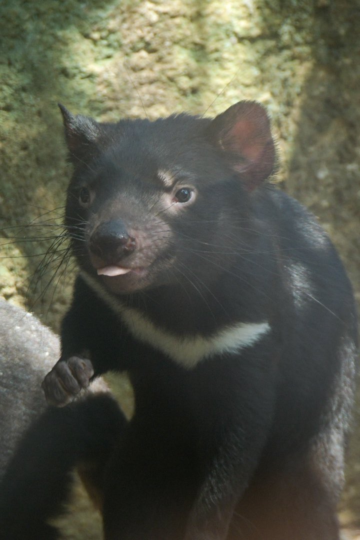 チル #タスマニアデビル #Tasmaniandevil #多摩動物公園