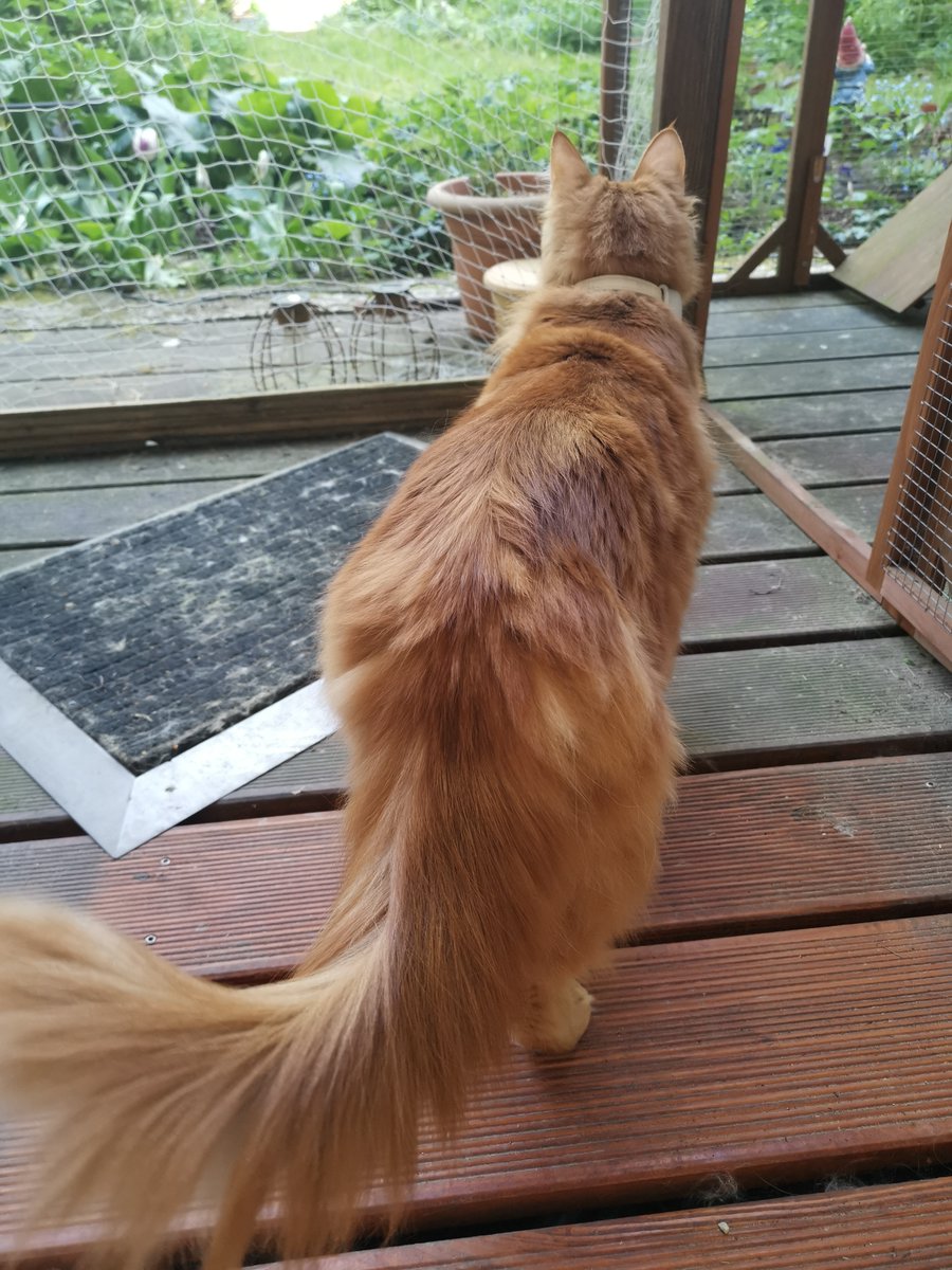 Prinzi: Finally! It's a day we've been waiting for so long- sunny, warm and that special spring smell! Perfect for some catio #hedgewatch Mom: you remember making a ruckus last night when a white cat walked by your catio? Prinzi: No... #CatsOfTwitter
