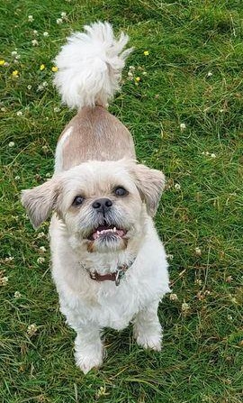 Boo 12 yr 2 month old Shih Tzu, he is set in his ways and either likes you or doesn't, he doesn't like being told what to do and has bitten so no children, he doesn't like dogs either, more info/adopt him from @BleakholtUK #rehomehour