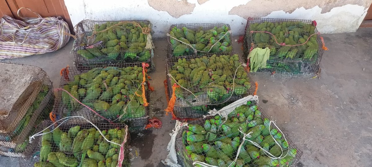 Committed to end wildlife crime! On intelligence inputs of WCCB, 670 nos of #parakeets were seized in a joint #operation conducted by #WCCB, Uttar Pradesh #Police and #Forest Department at #Gorakhpur, Uttar Pradesh on 17th-18th April 2024.