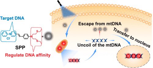 Light-Driven Mitochondrion-to-Nucleus DNA Cascade Fluorescence Imaging and Enhanced Cancer Cell Photoablation @J_A_C_S #Chemistry #Chemed #Science #TechnologyNews #news #technology #AcademicTwitter #AcademicChatter pubs.acs.org/doi/10.1021/ja…