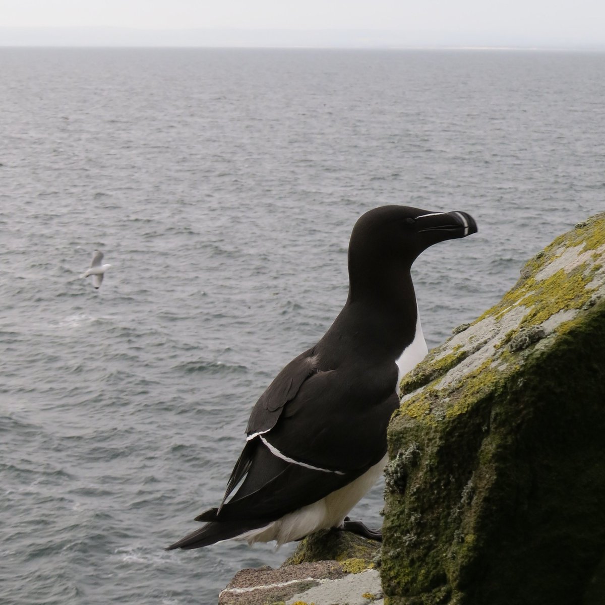 The first Razorbill has been found on an egg. That is the latest for six years and four days later than the long term average. #lateseason