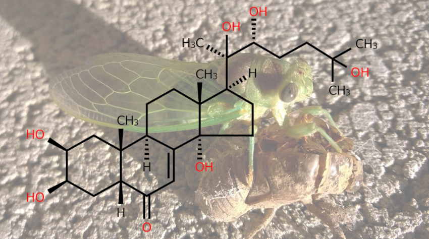 The May #LipidoftheMonth will be influencing the moult of the #PeriodicalCicada this month.

lipidmaps.org/updates/lipido…