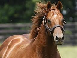 RED GIANT
2004 - 2024
America Racehorse