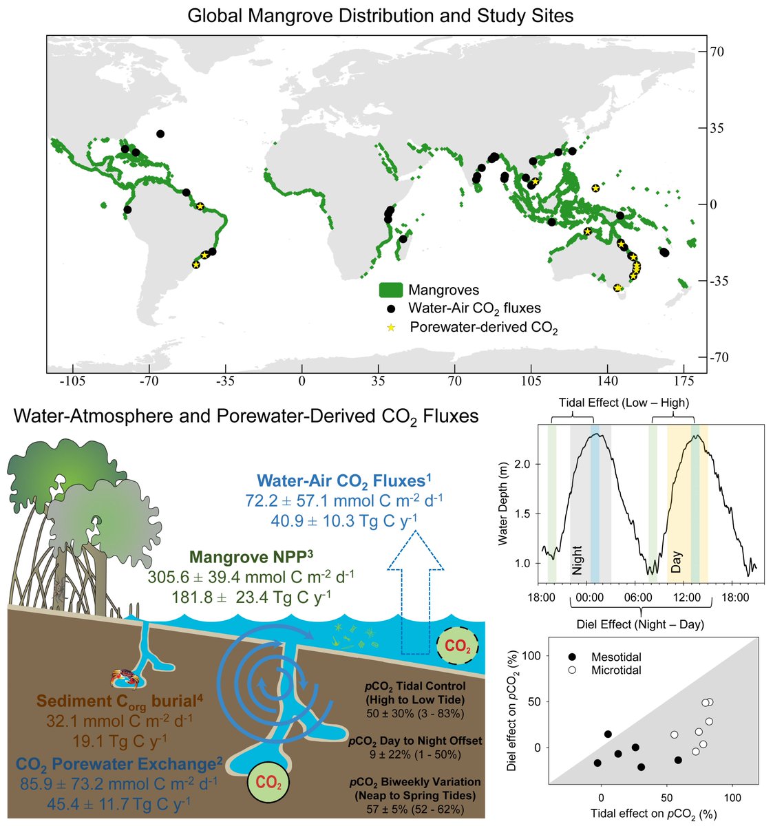 Porewater-derived #CO2 exchange is a major but often unaccounted source of CO2 in global #mangroves.

New paper out today in @GCA_Journal @geochemsoc 

Full open access here: doi.org/10.1016/j.gca.…

@goteborgsuni @Vetenskapsradet 

#bluecarbon #greenhousegases #climatechange